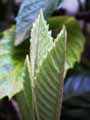 Eriobotrya japonica