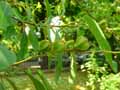 Exochorda giraldii
