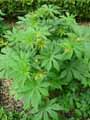 Filipendula palmata