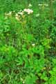Filipendula ulmaria
