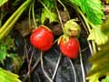 Fragaria fruticosa
