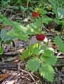 Fragaria vesca