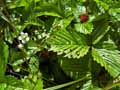 Fragaria vesca