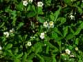 Fragaria viridis