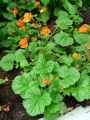Geum coccineum