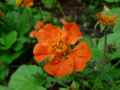 Geum coccineum