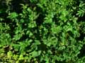 Geum japonicum