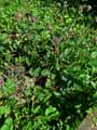 Geum rivale