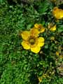 Geum sylvaticum