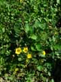 Geum sylvaticum