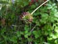 Geum urbanum