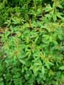 Gillenia trifoliata