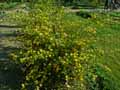 Kerria japonica