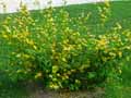 Kerria japonica Golden Guinea