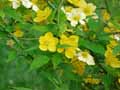 Kerria japonica Golden Guinea