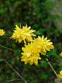 Kerria japonica Pleniflora