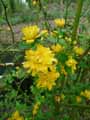 Kerria japonica Pleniflora
