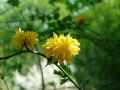 Kerria japonica Pleniflora