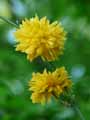 Kerria japonica Pleniflora