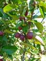 Malus Red Obelisk