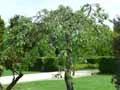 Malus pumila Elise Rathke