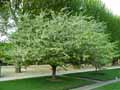 Malus sieboldii