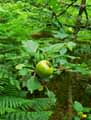 Malus sylvestris