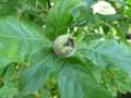 Mespilus germanica