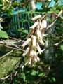 Neillia sinensis