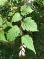 Neillia sinensis