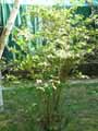 Neillia sinensis