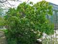 Photinia davidiana