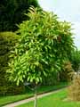 Photinia serrulata, Photinia serratifolia
