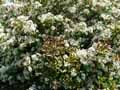 Photinia x fraseri Red Robin