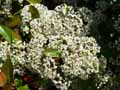 Photinia x fraseri Red Robin