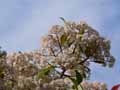 Photinia x fraseri Red Robin