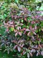 Photinia x fraseri Red Robin