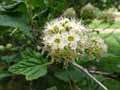 Physocarpus bracteatus