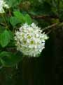 Physocarpus bracteatus