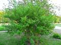 Physocarpus opulifolius