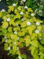 Physocarpus opulifolius Dart\'s Gold
