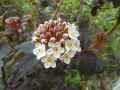 Physocarpus opulifolius Diabolo