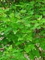 Physocarpus opulifolius