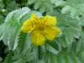 Potentilla anserina