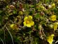 Potentilla arenaria