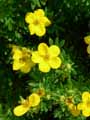 Potentilla fruticosa