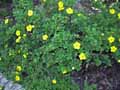 Potentilla fruticosa