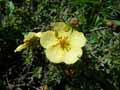 Potentilla fruticosa subsp. arbuscula