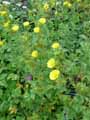 Potentilla grammopetala