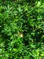 Potentilla recta